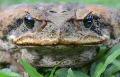 Use the videos below to learn more about the cane toad and the efforts to stop their conquest of Australia.