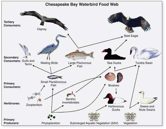 Slide 29 / 89 Activity: Build the Food Web In this activity, you will need to sort through a series of clues in order to properly put