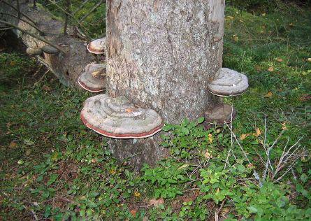 Fungi will grow on dead organisms and will use the