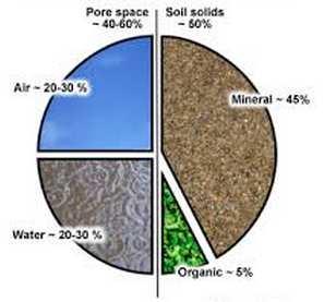 Slide 66 / 89 The Secret is in the Soil In general, the soil minerals provide physical support for the plants while