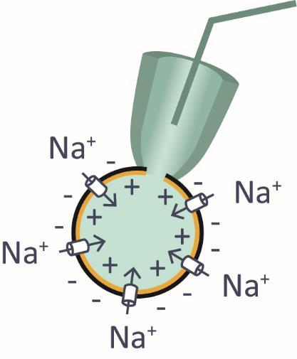 Total Na + current (I Na ) 16 whole-cell
