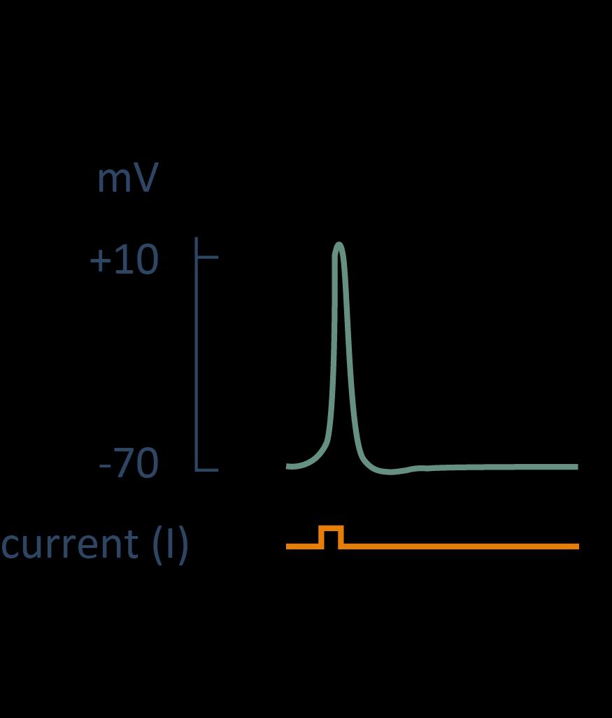 Action potential: ionic
