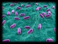 Maintaining the Microbiome Prebiotics Non-digestible fiber Stimulate