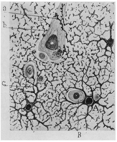 By 1920, major classes of CNS glia had been indentified.