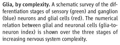 nervous centers (brains)
