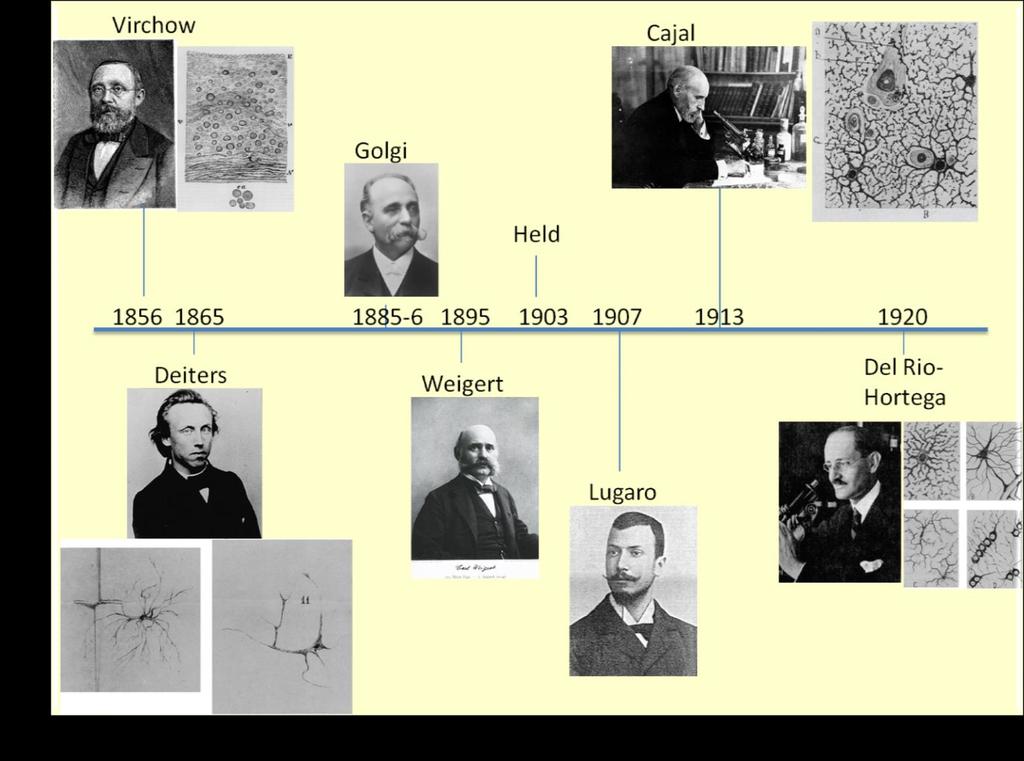 Brief history of glia https://wiki.brown.