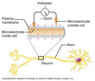 Transmit signal (s / effector organs) Dendrites Axon Synaptic Terminals Cell Body At rest, s maintain an electrical difference across Resting Membrane Potential (RMP) At