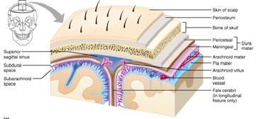 Organization of Human Nervous System: Nervous System Central Nervous System (CNS) Peripheral Nervous System (PNS) Brain Spinal Cord Motor Sensory (Efferent) (Afferent) Protection of Central Nervous