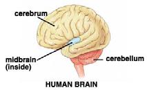 parietal frontal occipital temporal 1) Hindbrain: Automatic Behaviors A) Medulla: Control of breathing, heart rate, blood pressure B) Pons: Controls wake/sleep transitions; sleep stages C)