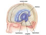 reasoning 2) Parietal: Primary sensory area 3) Temporal: Primary auditory and olfactory areas 4) Occipital: Primary visual area Cortical Regions Involved in Different Tasks: (Figure 33.