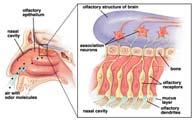 Chemical Electrical Signal 1) Chemicals enter nasal cavity; bind to receptors (olfactory epithelium)