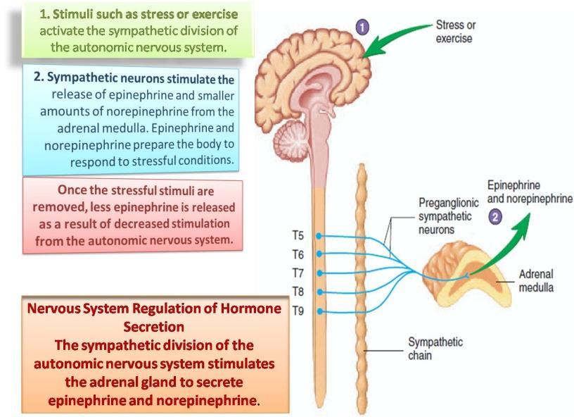 2. A second pattern of hormone regulation involves neural control of the endocrine gland.