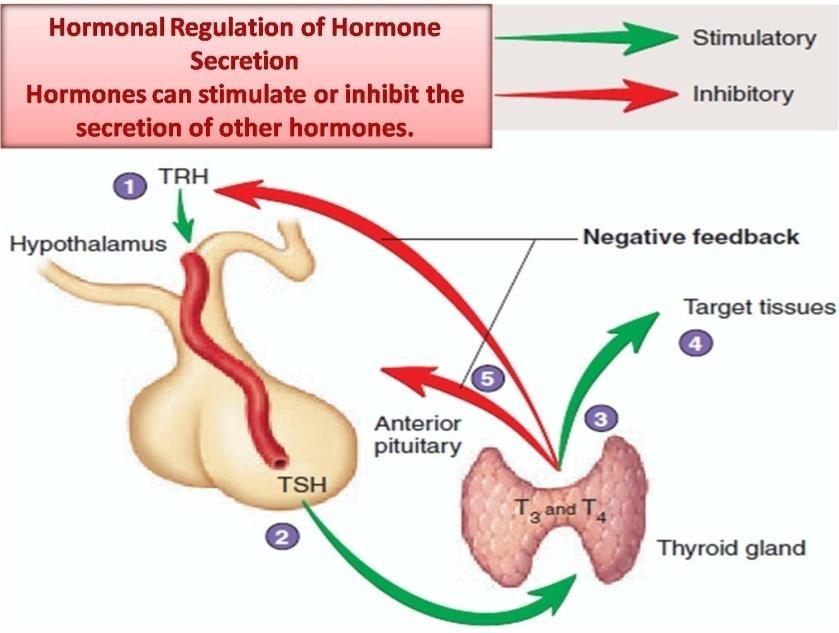 One of these three major patterns by which hormone secretion is regulated applies to each hormone, but the complete picture isn t quite so simple.