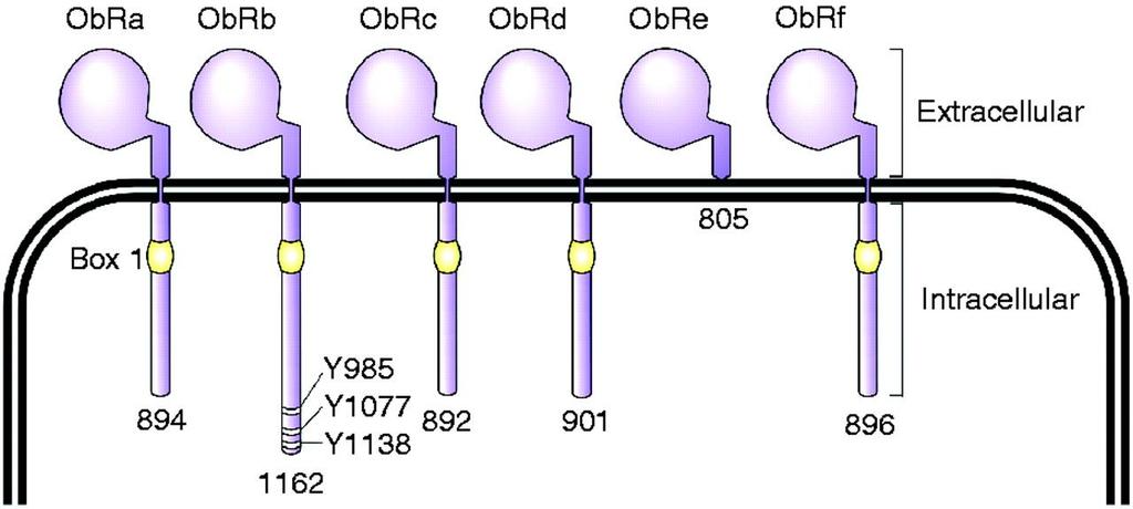 Leptin Receptors Receptors look very similar to class 1 cytokine receptors Leptin motifs (the defining amino acids that make it work) - 4 cyteseine residues - WSXWS (Trp-Ser-Anything-Trp-Ser) -