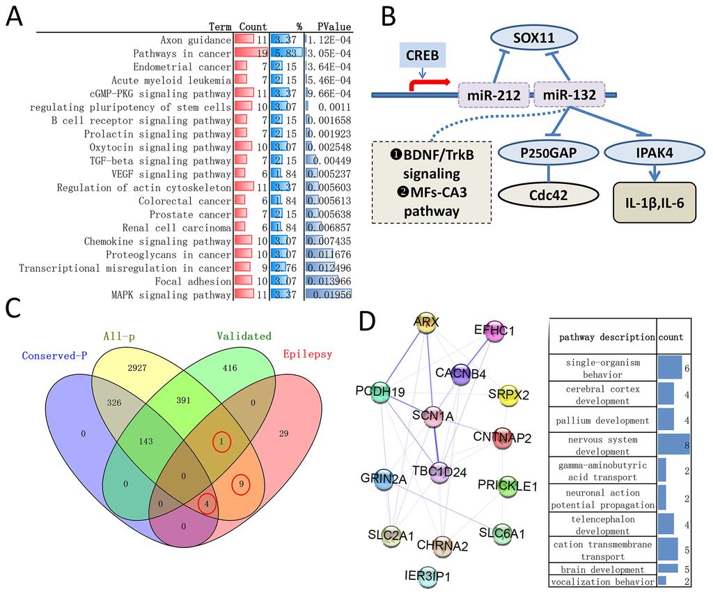 mir-132-3p and mir-212-3p may play a critical role in human cancer SLC2A1, ARX have conserved sites,cacnb4,chrna2 CNTNAP2, EFHC1, GRIN2A, PCDH19, PRICKLE1,SRPX2,TBC1D24 have poorly conserved sites.