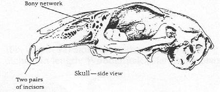 Dichotomous Key to Mammals of Southwest Ohio 1a. Incisor teeth or holes from them are present in the upper jaw. Go to 2. 3a.