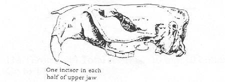 (From 2a) One or two incisors in each half of the upper jaw; length of skull is less than 152 mm (6 inches). Go to 4. 1b. Incisor teeth or holes from them are absent in the upper jaw. Go to 8. 4a.