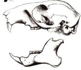 Go to 14. 12a. (From 11a) Length of skull is 101 mm (4 inches) or more. Beaver (Castor canadensis).