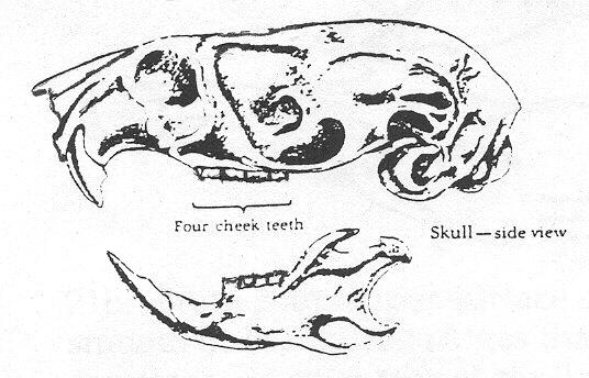 (From 14b) Length of skull is more than 38 mm (1-1/2 inches). Muskrat (Ondatra zibethicus). 12b.