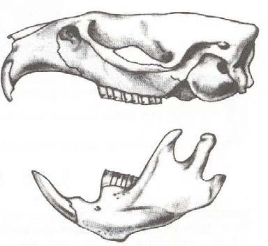 (From 12b) Length of skull is 63 mm (2-1/2 inches) or more. Fox Squirrel (Sciurus niger).