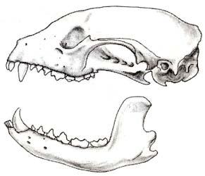 16a. (From 8b) Length of skull is 254 mm (10 inches) or more. Black bear (Ursus americanus). 19b. (From 18b) Total teeth not 40. Go to 20. 20a. (From 19b) 42 total teeth, 20 on top, 22 on bottom.