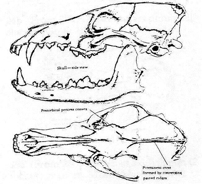 (From 20b) Upper surface of skull has a prominent crest formed by paired ridges that converge in the midline. Coyote (Canis latrans) or domestic dog (Canis familiarus).