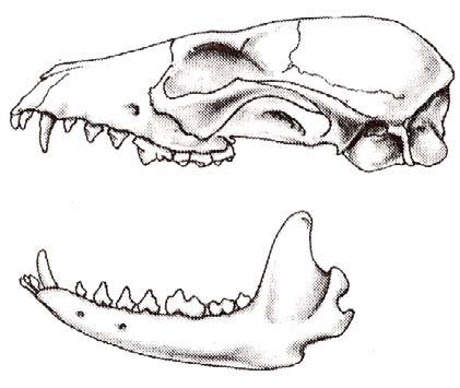 22b. (From 21b) Length of skull is less than 130 mm (5-1/8 inches).