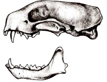 (From 23b) Upper molars are triangular (for molar shape, see picture for 23b). Badger (Taxidea taxus).