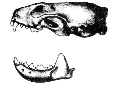 (From 24b) Length of skull is 50 mm (2 inches) or more. Mink (Mustela vison). 23b.