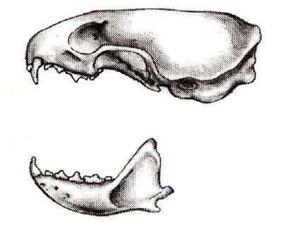 26a. (From 25b) Length of skull is 31-50 mm (1-1/4 to 2 inches). Long-tailed weasel (Mustela renata). 26b.