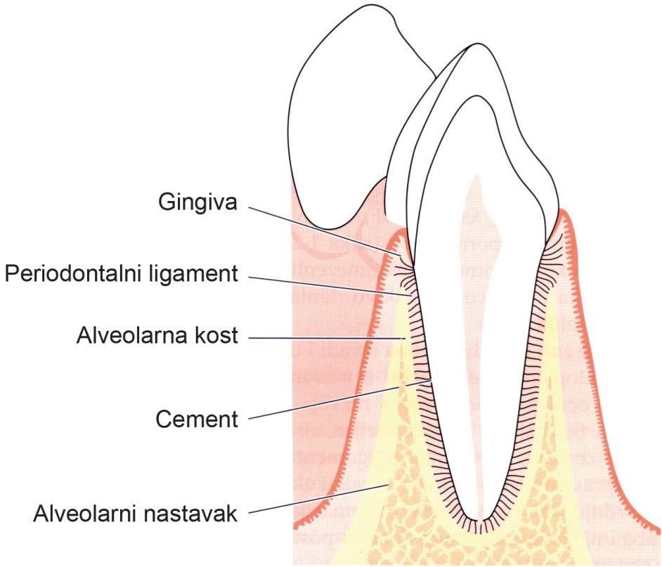 2. PREGLED LITERATURE 2.1. Anatomija i histologija parodoncijuma Parodoncijum ţine tkiva koja zajedno pruţaju potporu zubima.