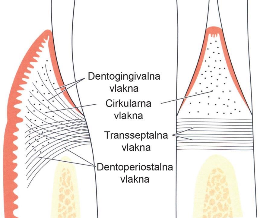 Pregled literature 2.1.2. Periodoncijum Periodoncijum je smešten u periodontalnom prostoru, okruţuje koren zuba i priţvrššuje ga za alveolarnu ţašicu.