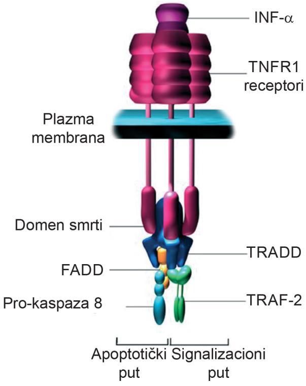 Pregled literature On indukuje više tipova bioloških odgovora putem TNF receptora tip 1 (TNFR1) i tip 2 (TNFR2).