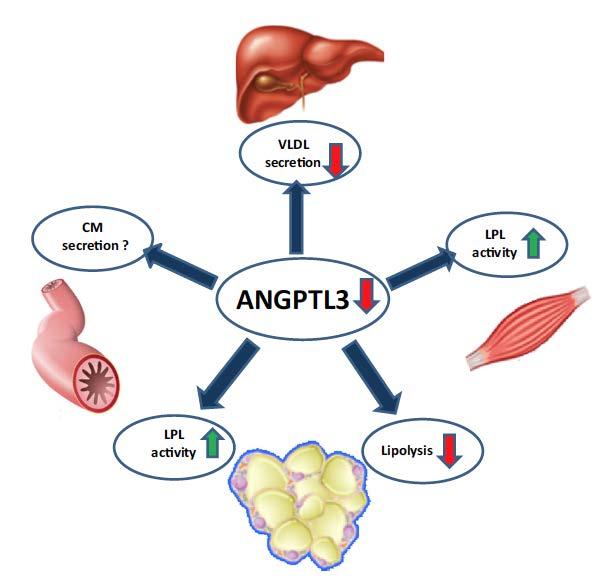Inhibition of AGPTL3 May Have Multiple Beneficial Effects in