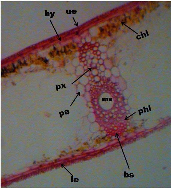 Vascular region: Bundle sheath cells are present on either sides of the collateral vascular bundle. Xylem consists of protoxylem towards the upper side and metaxylem at the bottom.
