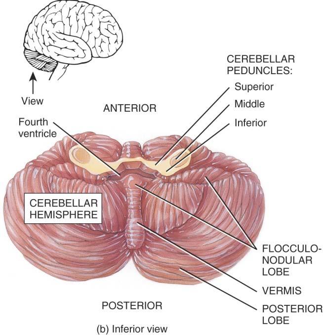 Cerebellum: Gross Anatomy Three main lobes Anterior lobe Primary fissure Posterior lobe (middle lobe) Cerebellar tonsils between anterior and