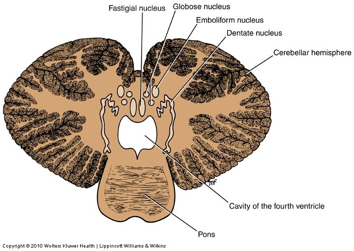 Cerebellar Anatomy Cerebellum includes a cortex & deep nuclei The deep nuclei are the major source of output from the cerebellum Four nuclei from medial to lateral Fastigial Globose Emboliform