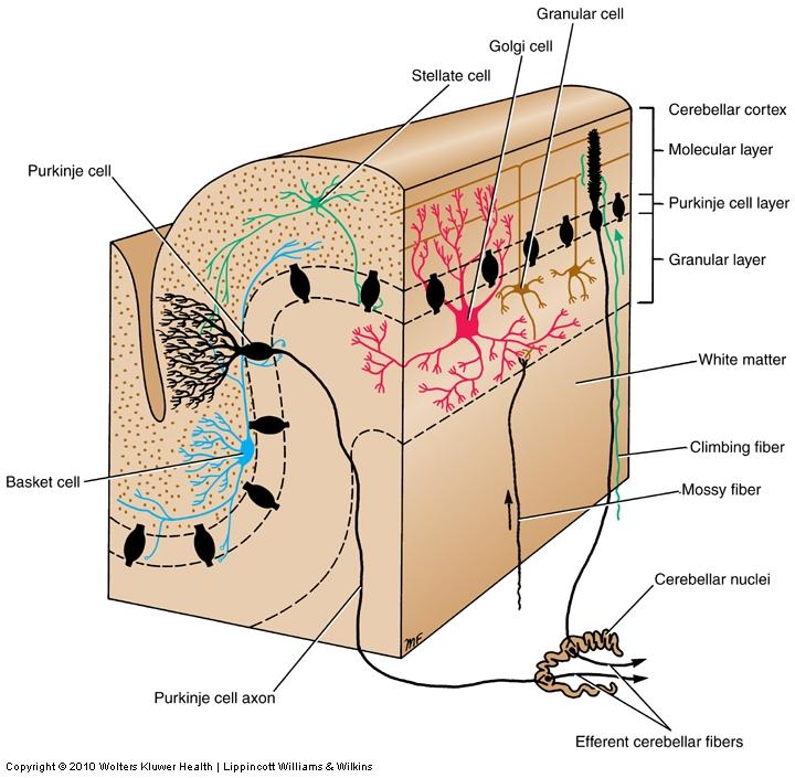 Cerebellar cortex includes 5 cell types in 3 layers Five cell types Inhibitory cells Purkinje, basket, Golgi, and stellate cells Excitatory cells Granule cells Three layers Molecular layer Purkinje