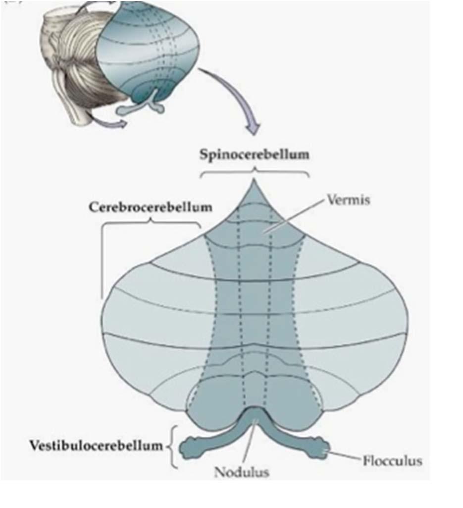 Cerebellar Functional Divisions 1. Vestibulocerebellum Flocculonodular lobe & fastigial nu. Balance, eye movements 2.