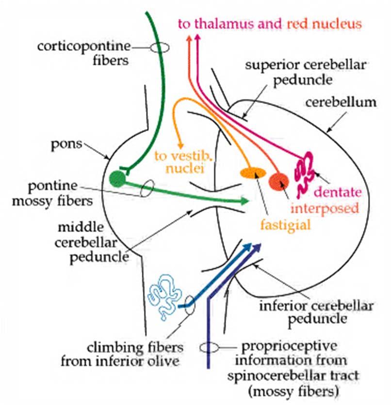 Vestibulocerebellum Function Balance & eye movements Inputs Vestibular n. fibers Vestibular nuclei Inferior olive Deep nucleus Fastigial nucleus Outputs (From fastigial nu.