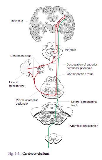 Cerebrocerebellum Function Coordination, planning of voluntary movements Inputs Pontine nuclei (relaying information from sensory & motor cerebral cortex) Inferior olive Deep nucleus Dentate