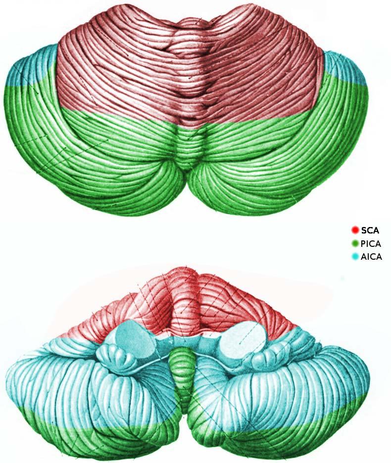 Blood Supply of Cerebellum SCA Superior cerebellar hemispheres Superior vermis Dentate nucleus Most of white matter Superior cerebellar peduncle AICA Middle
