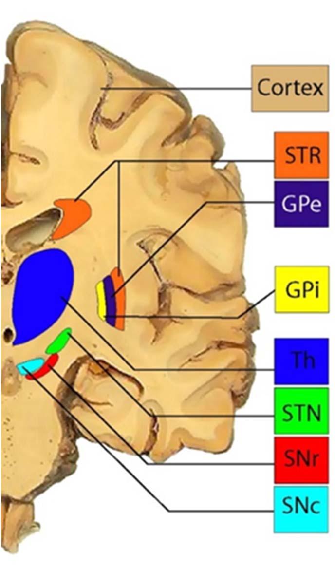 inferior to thalamus, superior to midbrain, posterior to hypothalamus Basal Ganglia: Gross Anatomy Accessories to basal ganglia : Amygdaloid nucleus Subthalamic nucleus Substantia nigra Pars