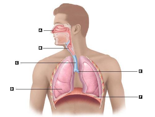 Page 10 of 17 Respiratory System Section 6 Q6 a) Label the 6 structures of the respiratory system.