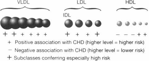 size and, in many cases, their associations with CHD (Fig. 1). The best known example is small, dense LDL, which confers at least a 3-fold higher risk compared with large LDL.