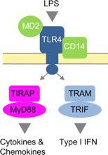 Targeting TLR4 with MPLA MonoPhosphoryl Lipid A