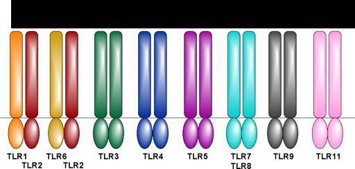 Toll-like receptors (TLR), receptors of