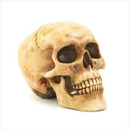 Made up of the cranium and facial bones.