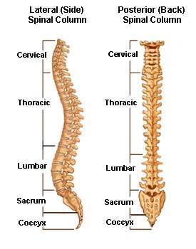 Made up of 33 vertebrae organised into five regions as follows: 7 cervical vertebra in the neck region.
