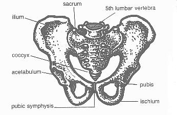Made up of two hip bones joined to each other in front and to the sacrum of the vertebral column at the back.